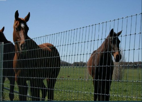 Zaun Komplettset 25 Meter – Kunststoffbeschichtetes Drahtgeflecht (Höhe 150 Cm) Mit Pfosten, Spanndraht & Zubehör | Gartenzaun