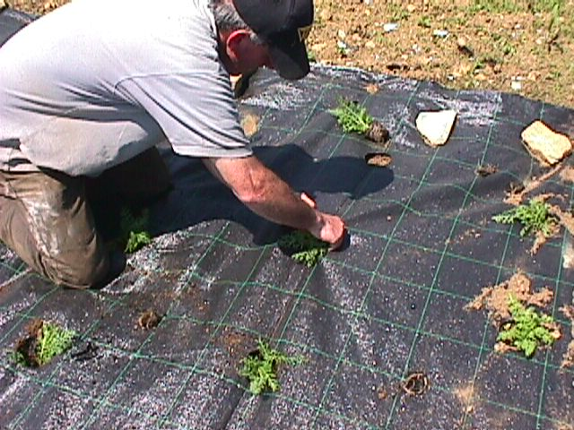 TELO PER PACCIAMATURA NERO QUADRETTATO TESSUTO POLIPROPILENE ANTISTRAPPO - Mt 20 X 0,50 H 3 width=600